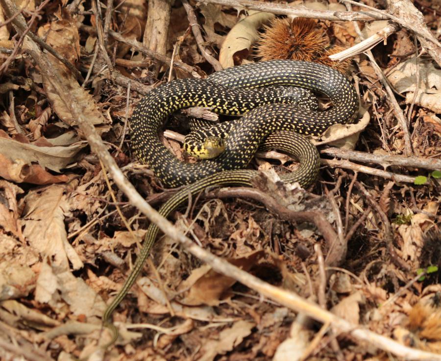 Colubridae: Biacco (Hierophis viridiflavus)